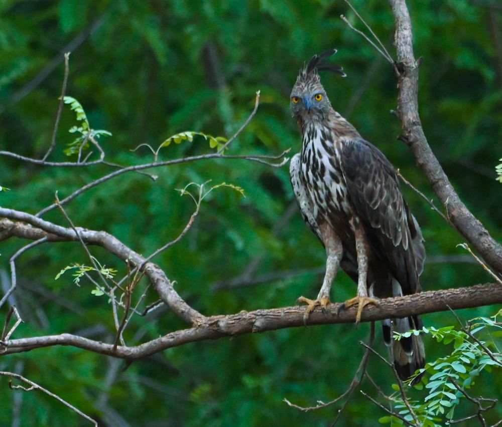 Photograph by Ayan Bhattacharya