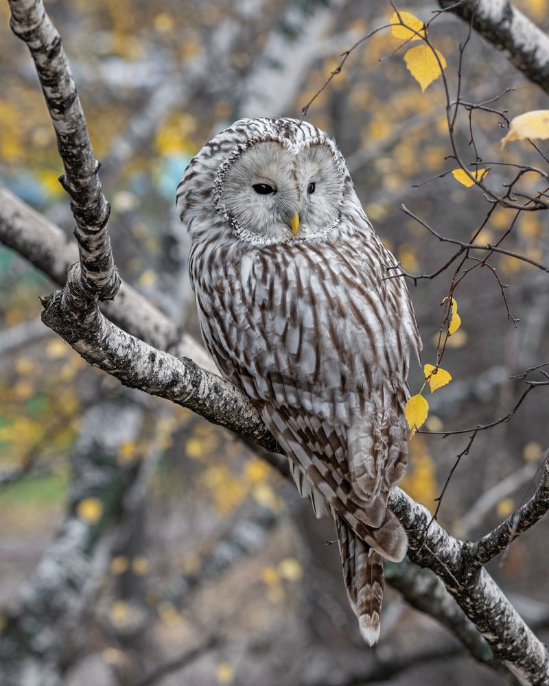 Длиннохвостая неясыть.