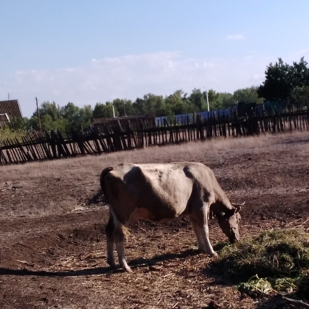 Photograph by Васильева Львовна