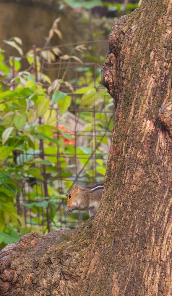 Photograph by Muhammed Junaid A P