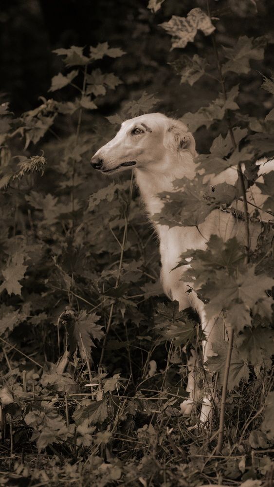 Photograph by Ирина Ксензова