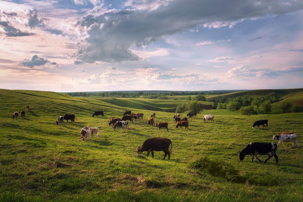 Скоро домой