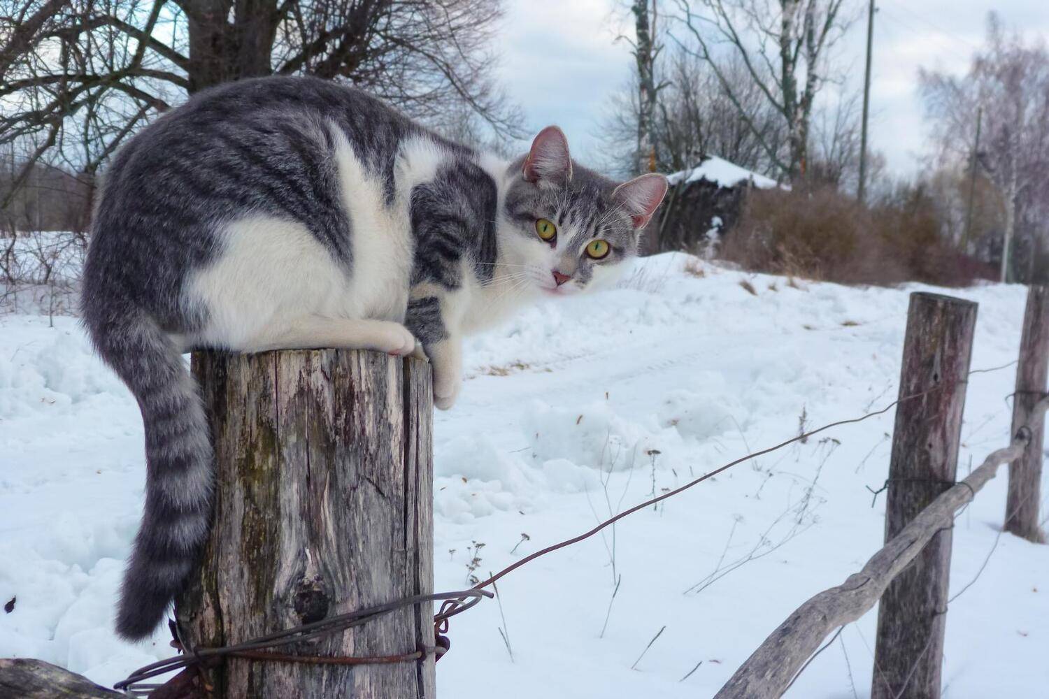 Фотография #12783510