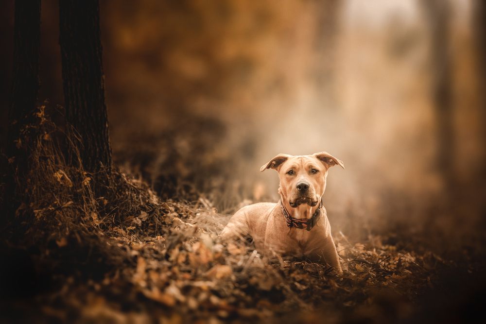 Photograph by Tamás Horváth