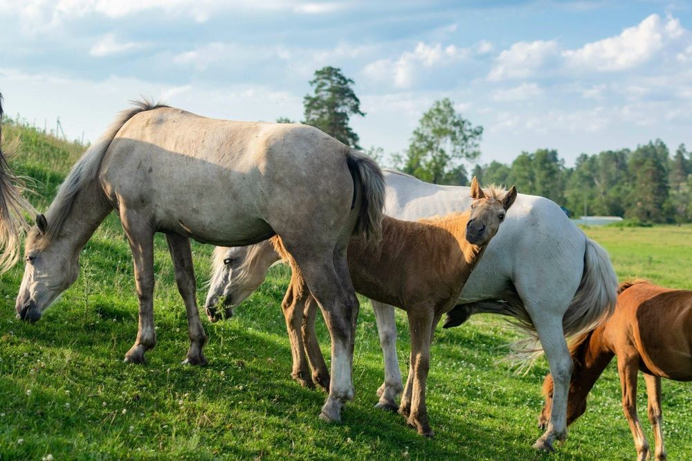 Photograph by Назмутдинова Сауия