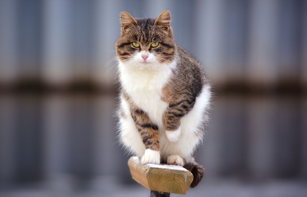 Холодно лапкам