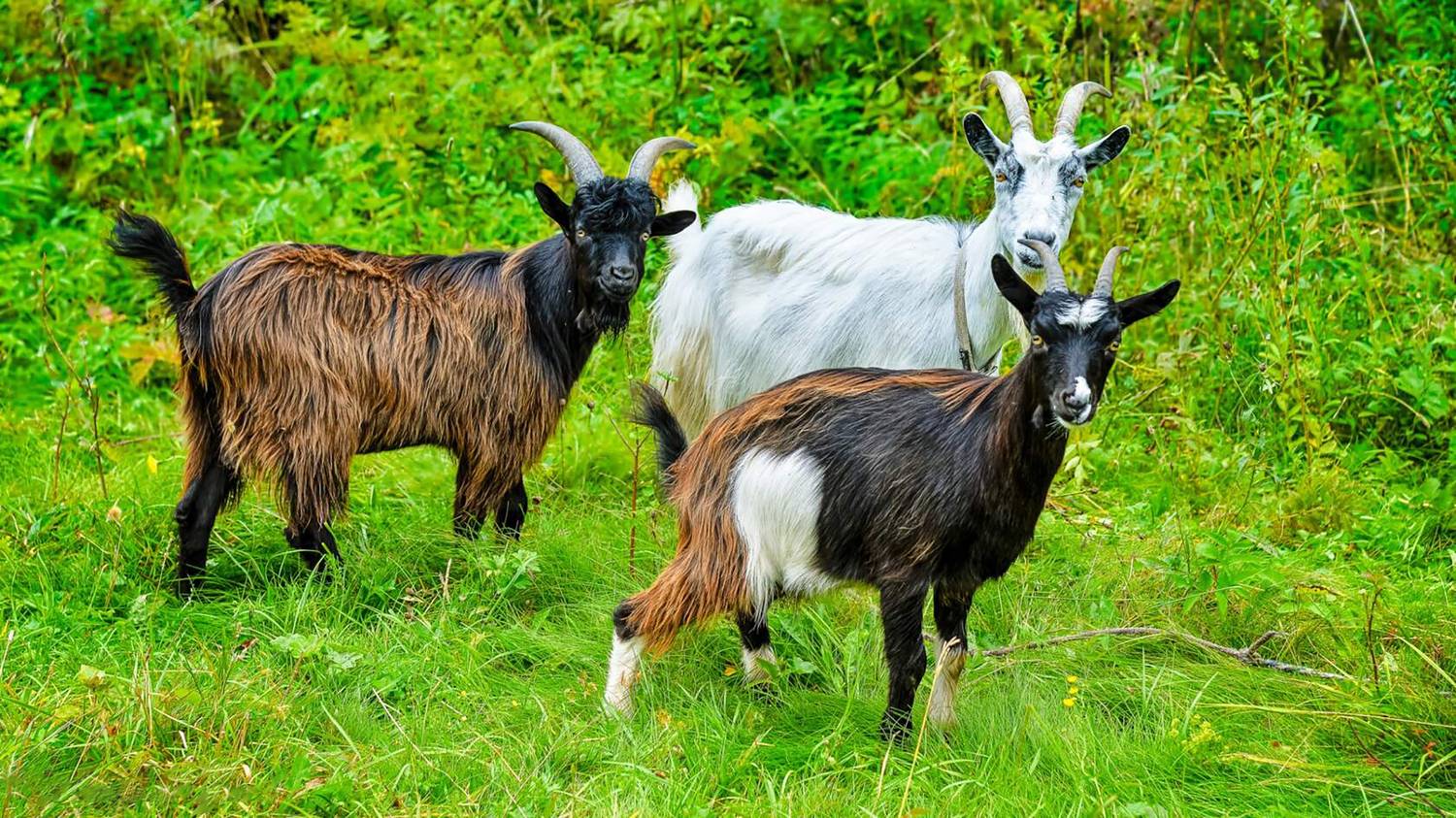 Фотография #12783542