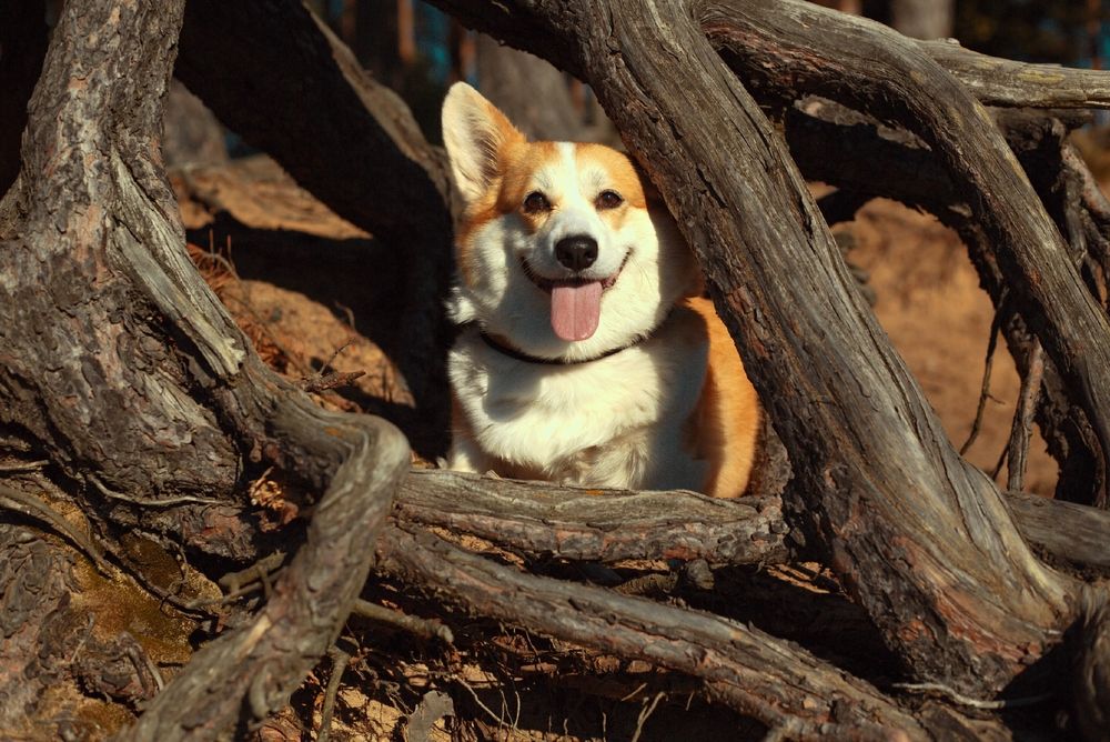 Photograph by Елена Казакова