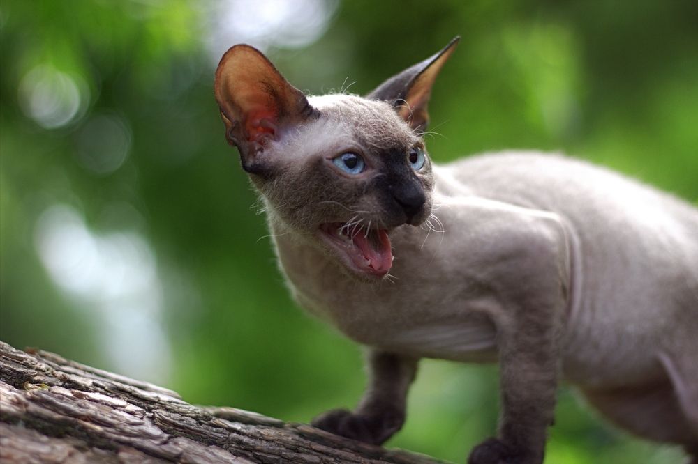 Photograph by Елена Казакова