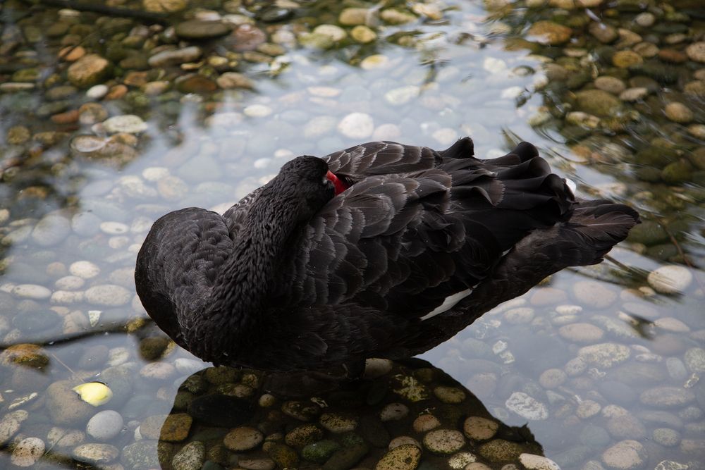 Фотография автора Оксана Антощук