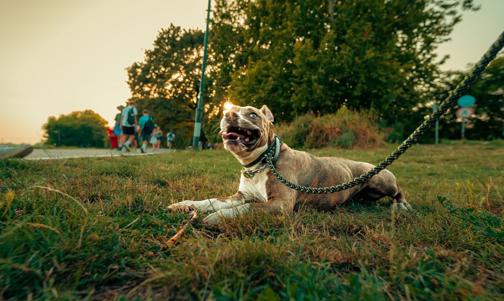 Photograph by Diony Alexander Sánchez Estevez