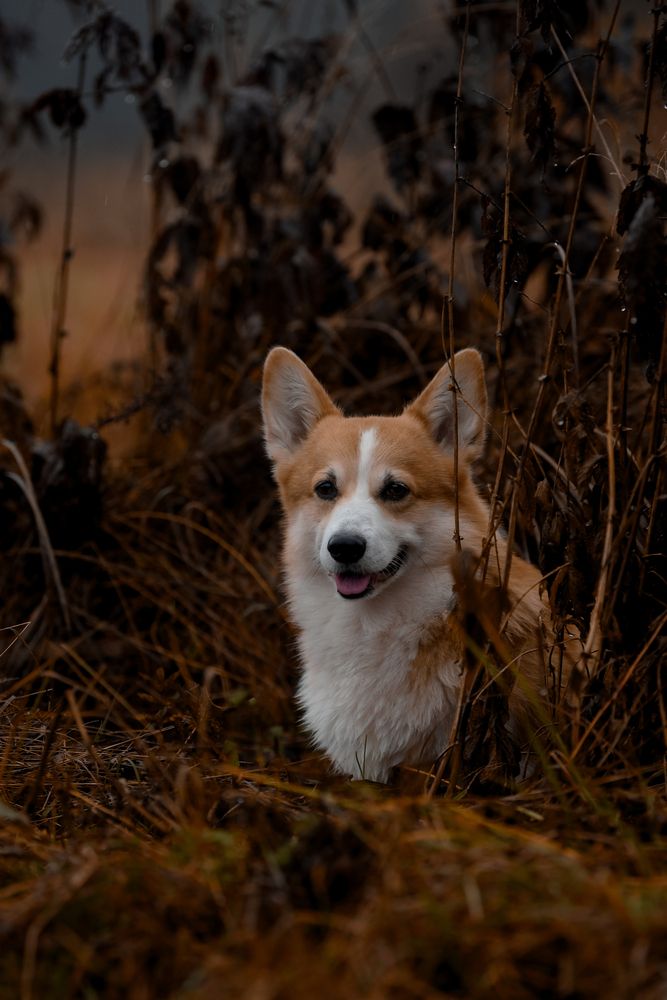 Фотография автора Алена Ковалёва
