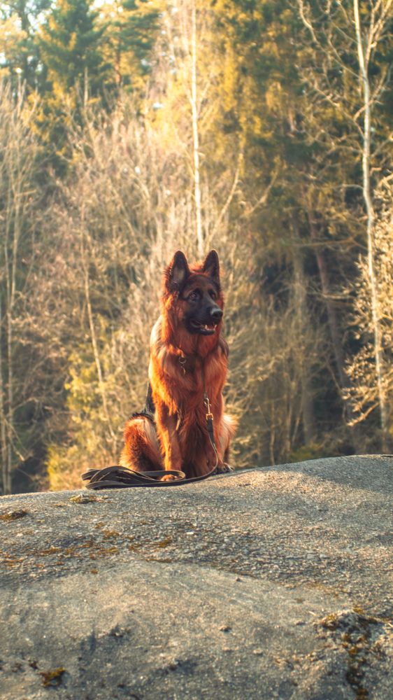 Фотография автора Геннадий Ломеко