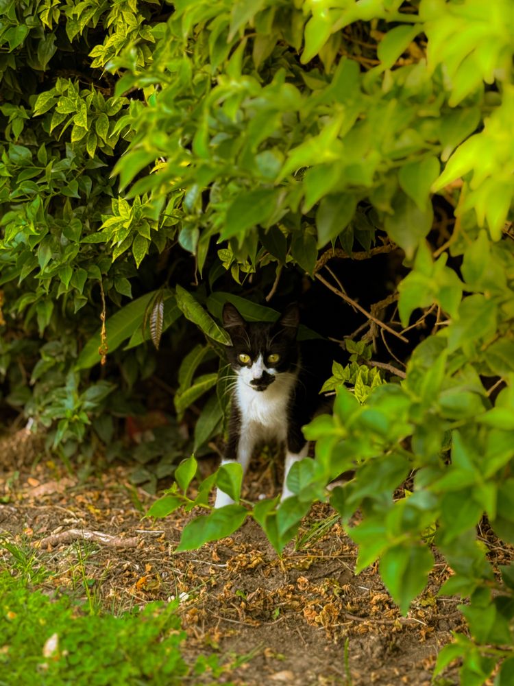 Photograph by NADER AYMAN