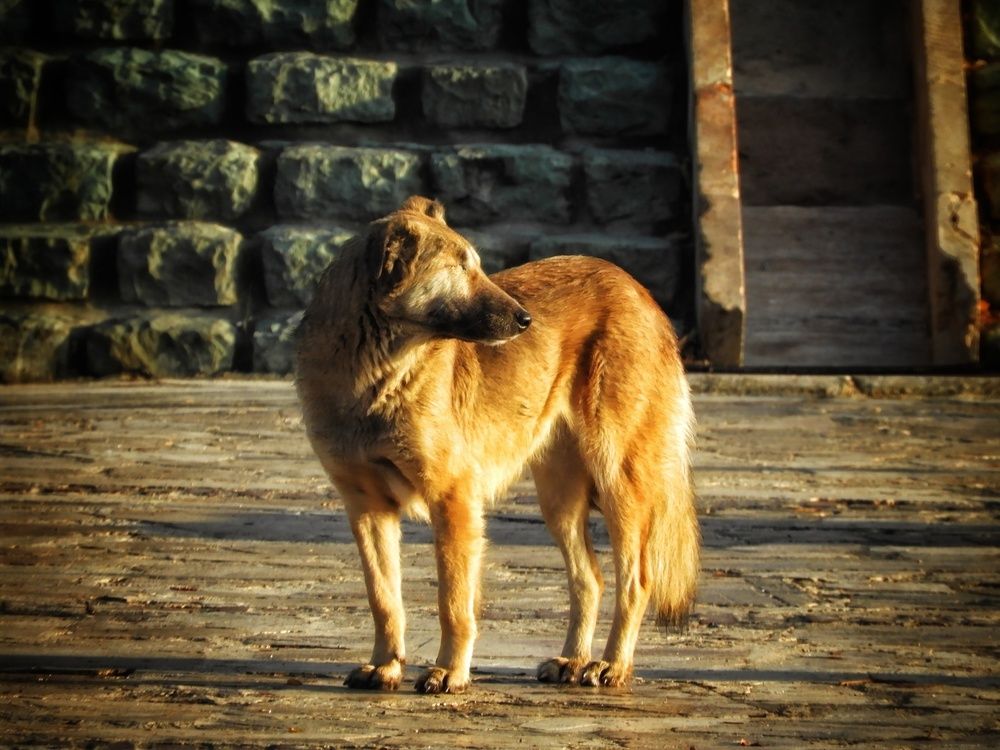 Photograph by Daniz Rastafar