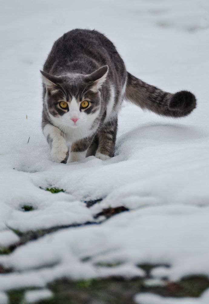 Кот и первый снег...