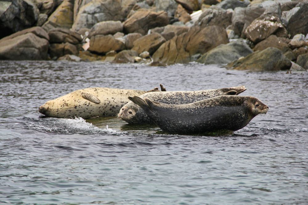 Фотография автора Наталия Мащенко
