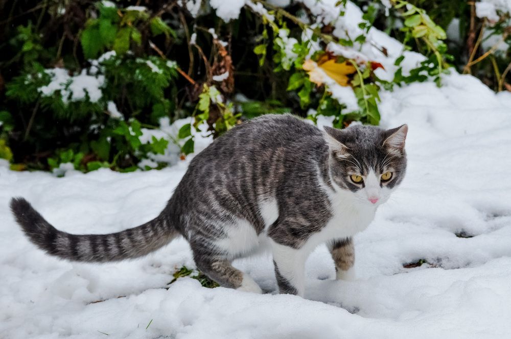 Кот и первый снег...