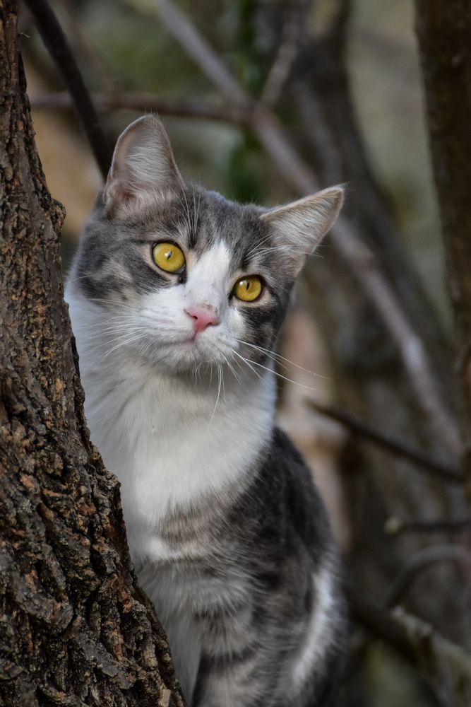 Кот на дереве