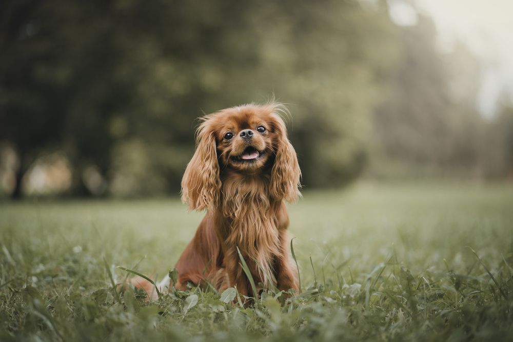 Photograph by Александра Пугачёва