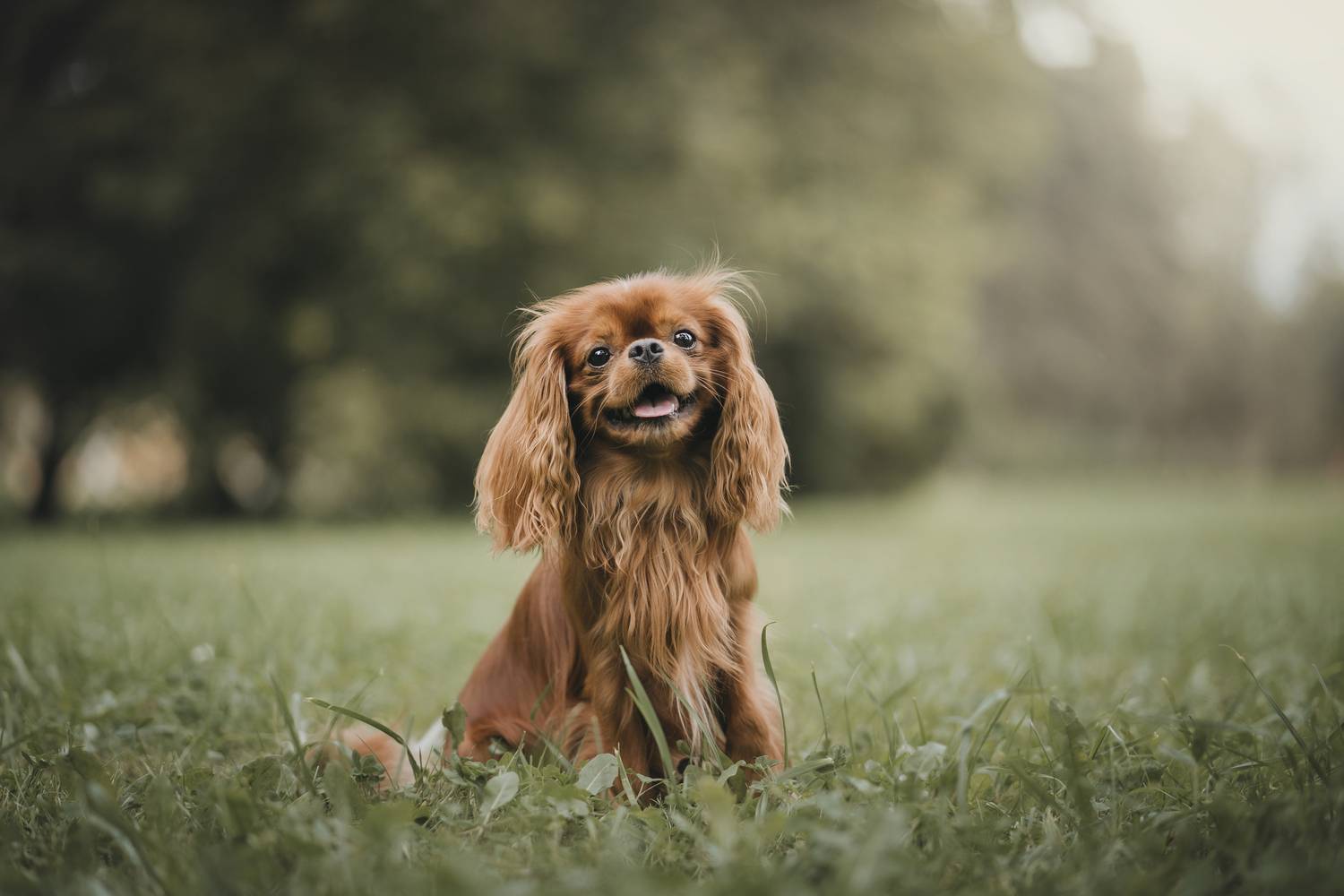 Фотография #12783997