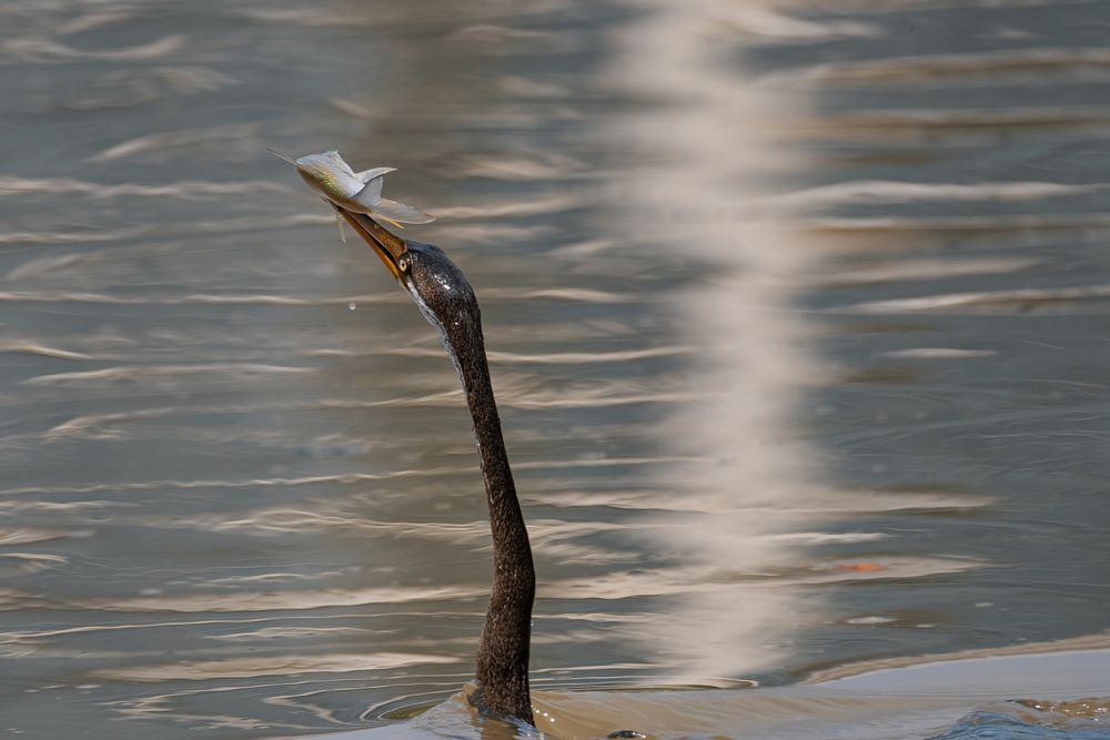 Photograph by Chau Nguyen