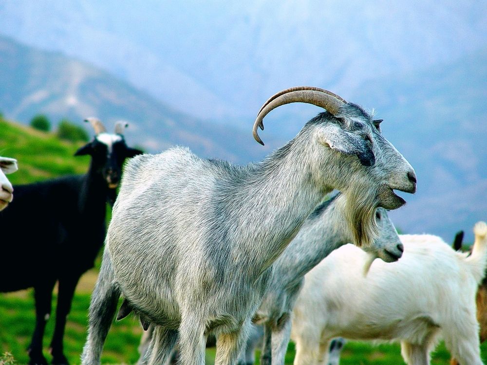 Фотография автора Hvabek Kim