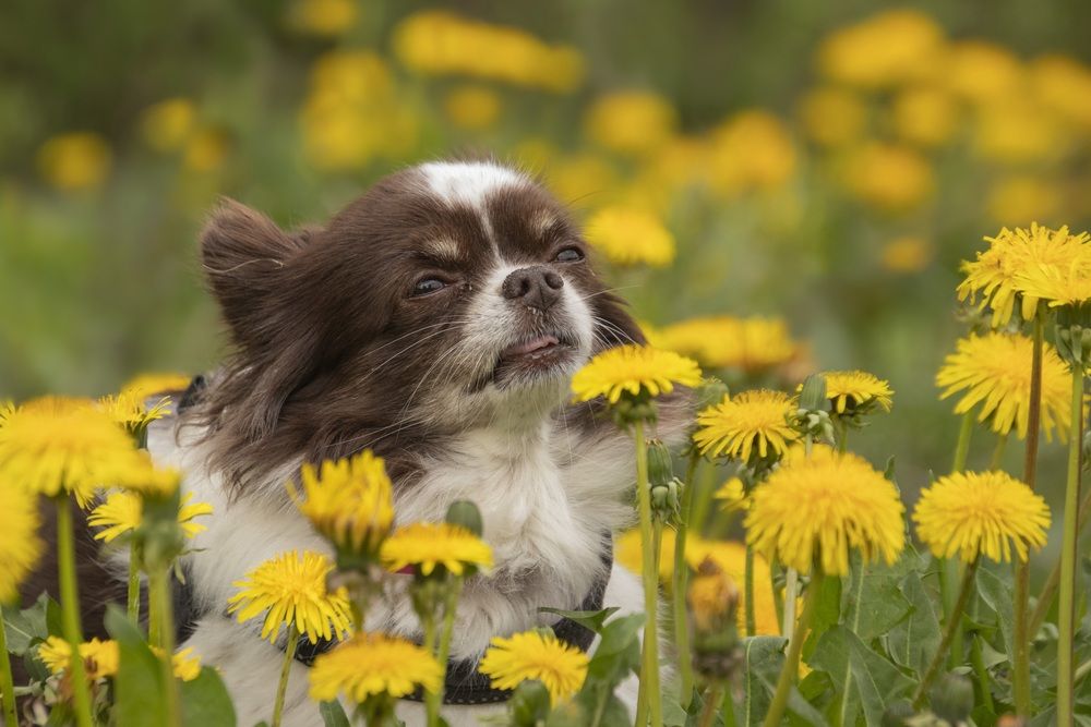 Ах, этот одуванчиковый лёгкий аромат...
