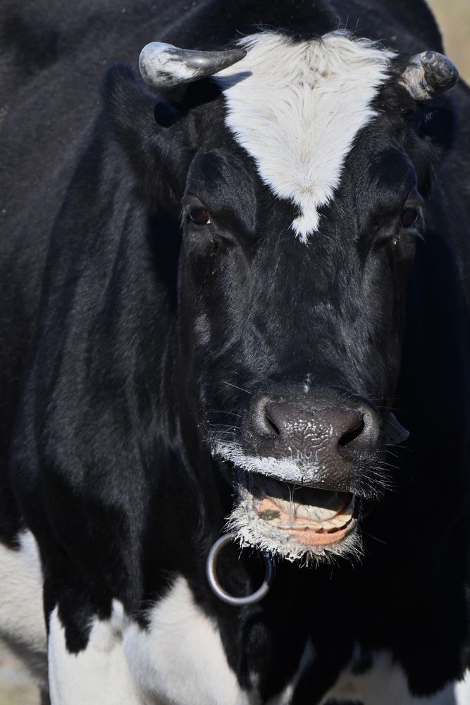 Фотография автора Эльза Завьялова