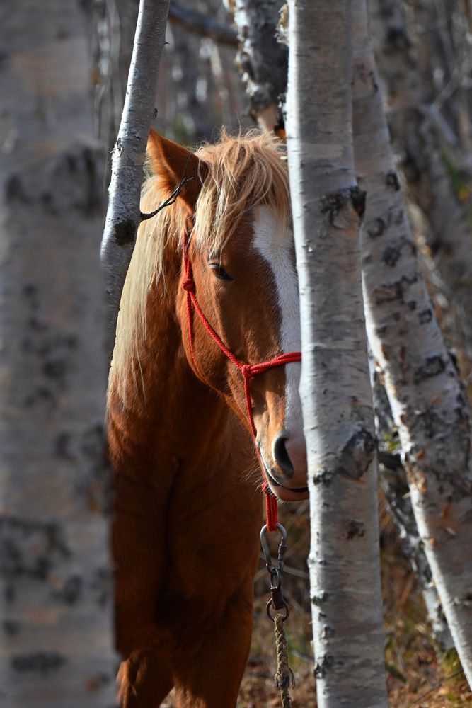 Фотография автора Эльза Завьялова