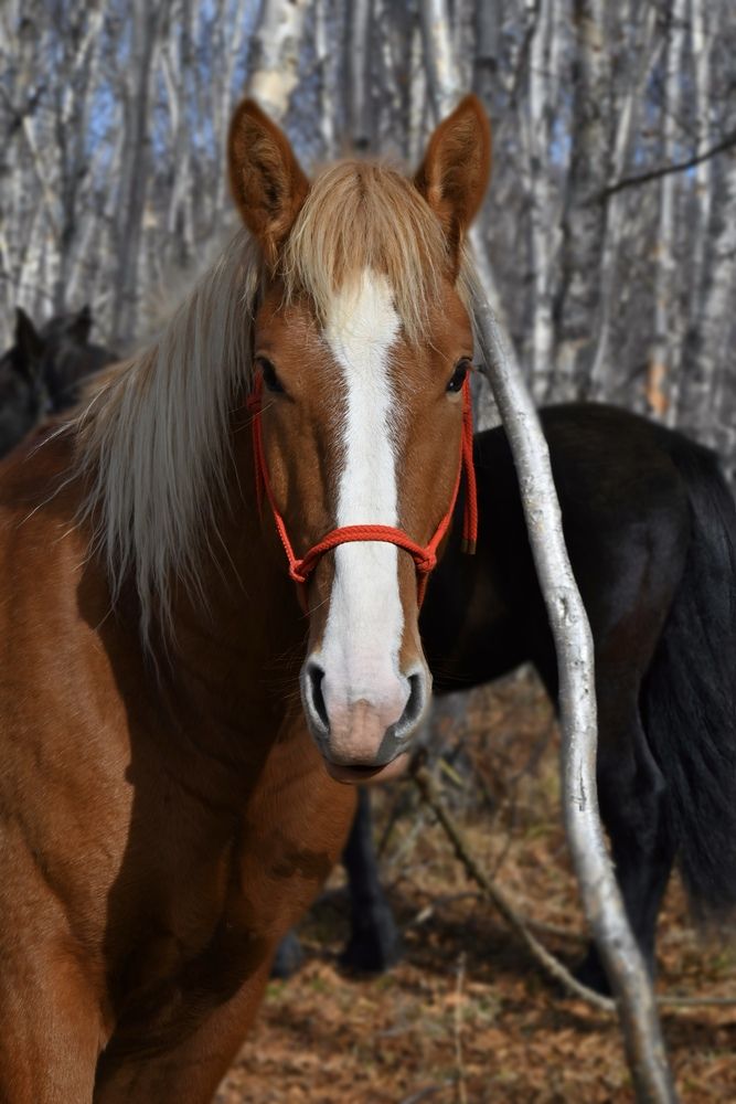 Фотография автора Эльза Завьялова