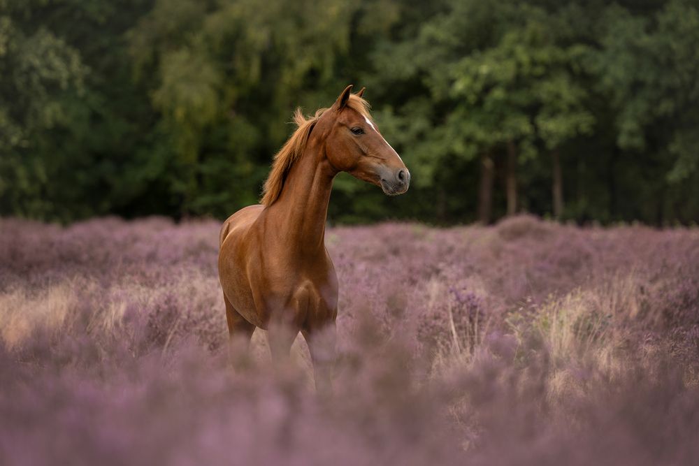 Photograph by Jettie Roest