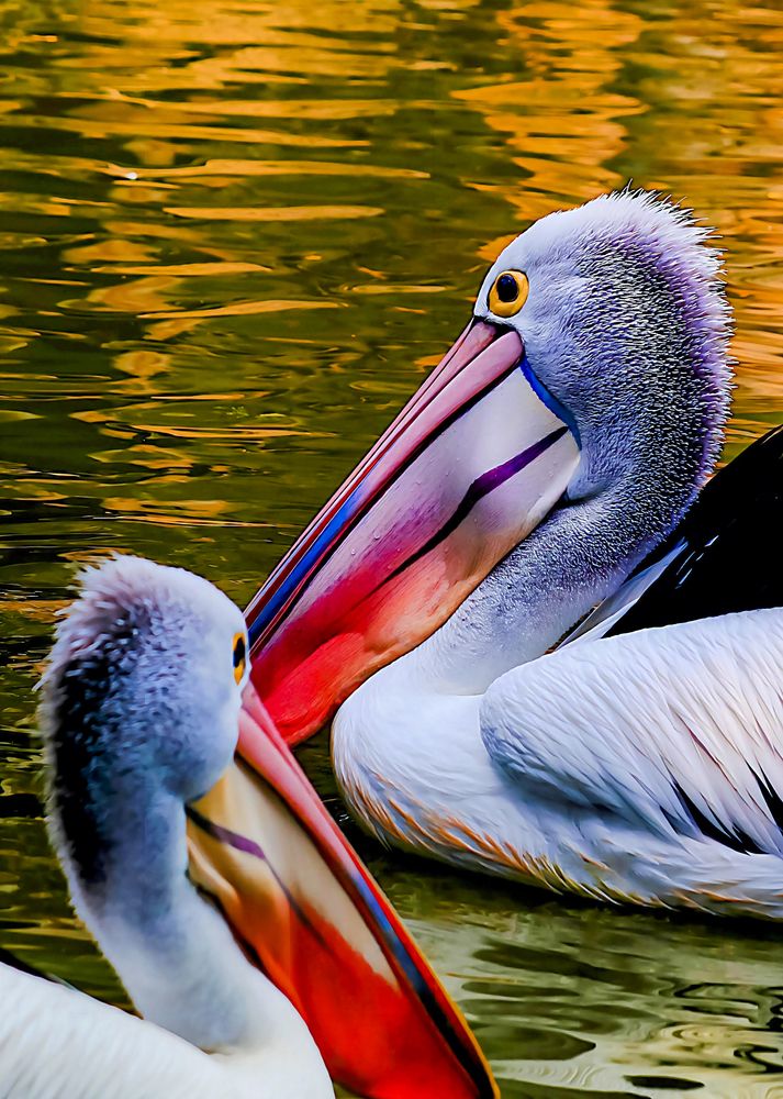 Фотография автора Edi Hidayat