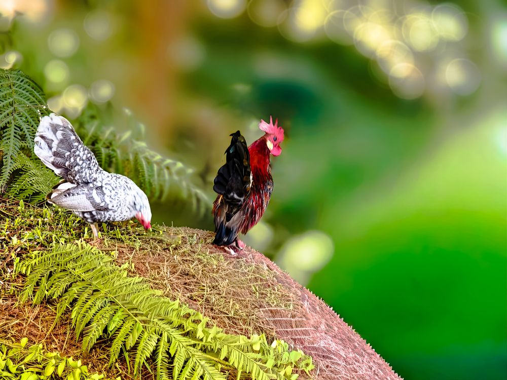 Photograph by Edi Hidayat