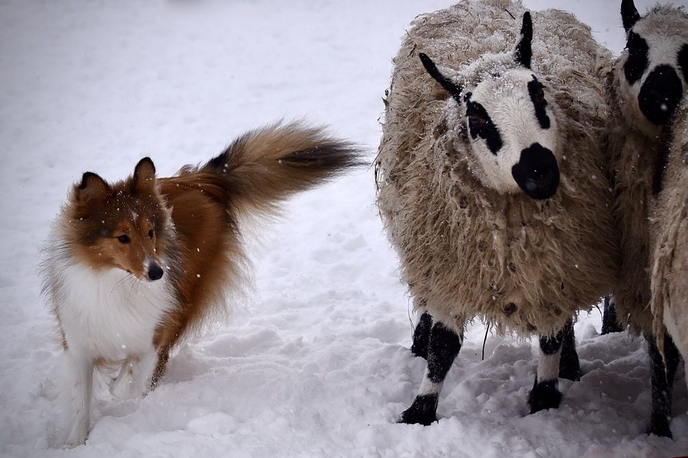 Просто пасу своих овечек
