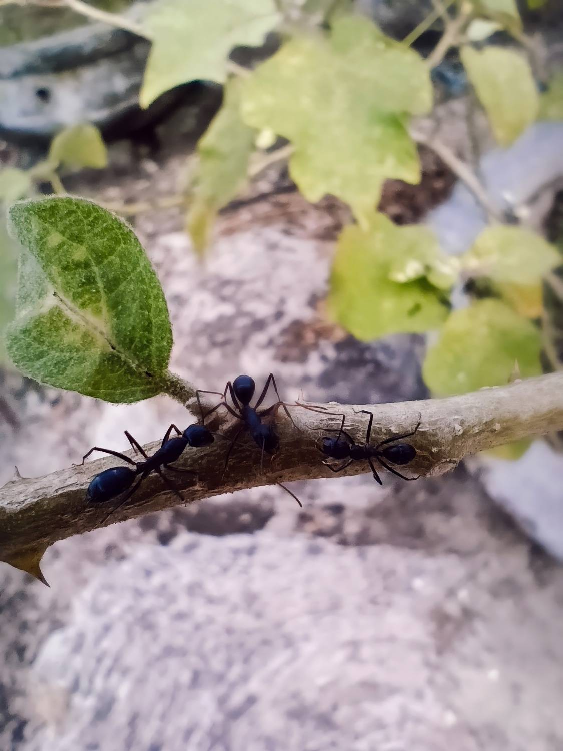 Title: “March of the Midnight Ants”