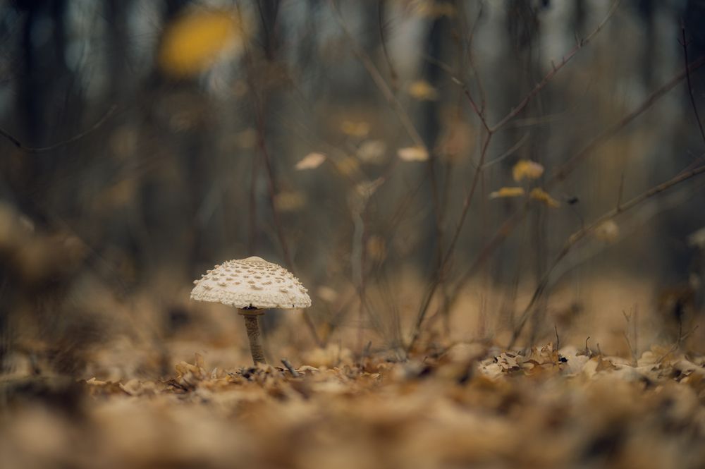 Photograph by Олег Сухенко