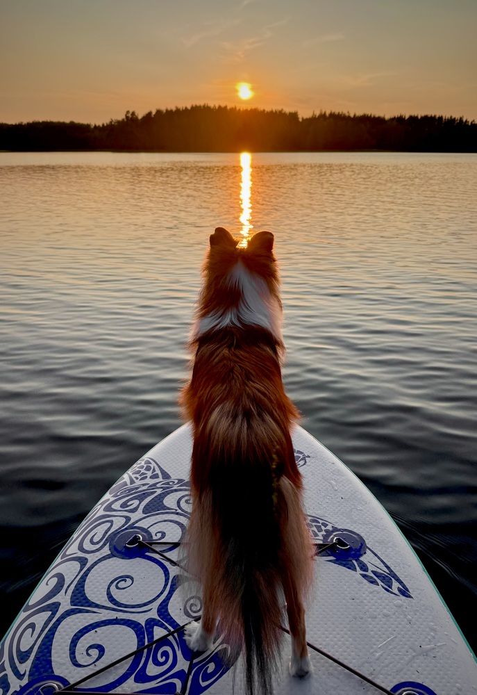 Золотой шелти: отражение заката