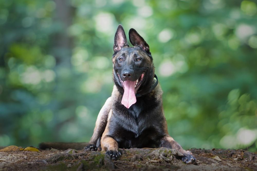 Photograph by Radenko Malić