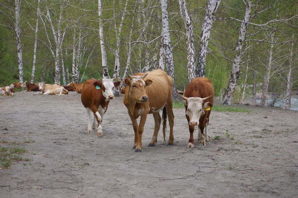 Photograph by Елена Алешкевич