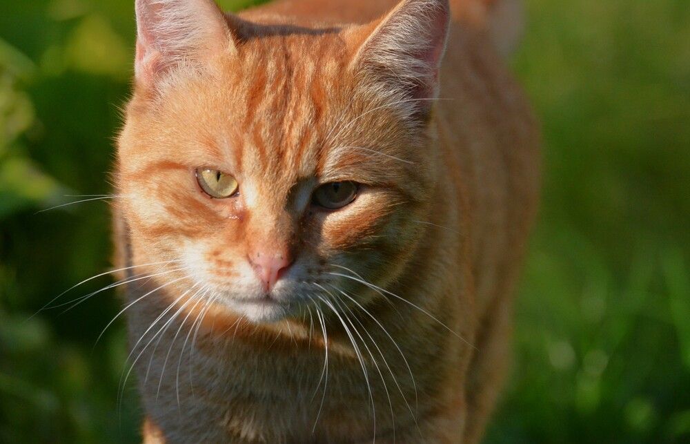Photograph by Варвара Степанова