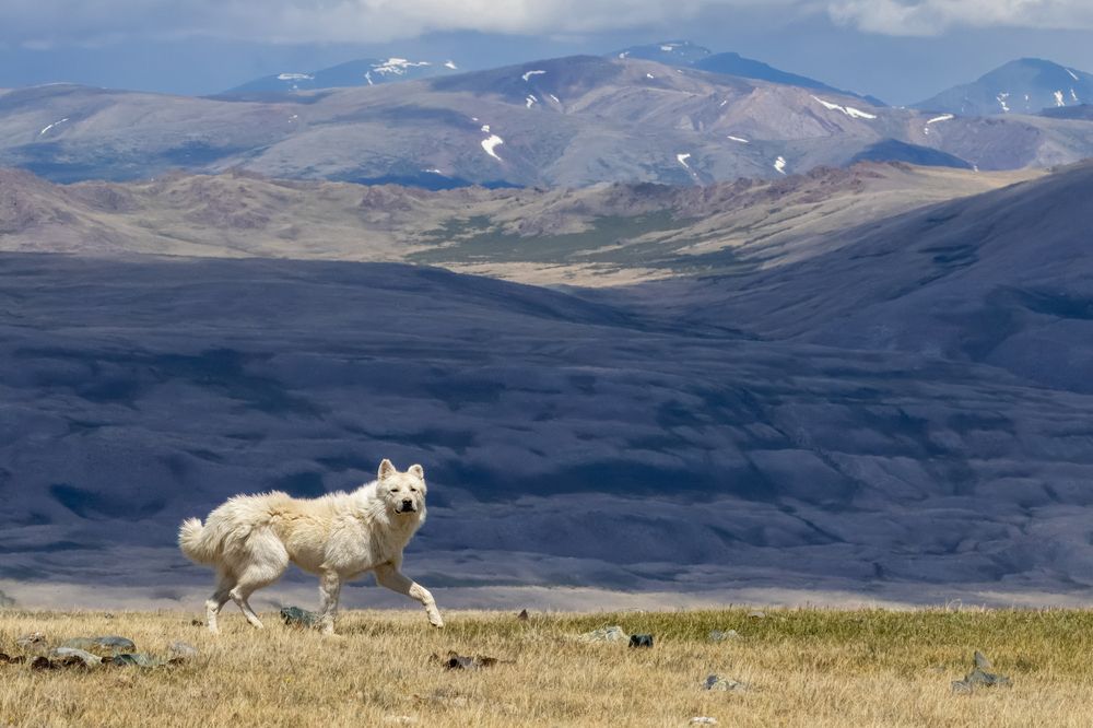Фотография автора Елена Бобаченко