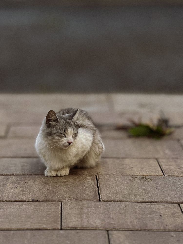 Photograph by Диана Бабошина