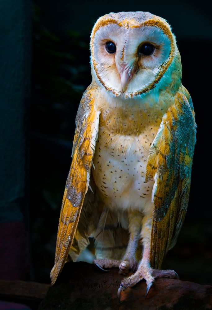 Photograph by najim ahmed ahmed