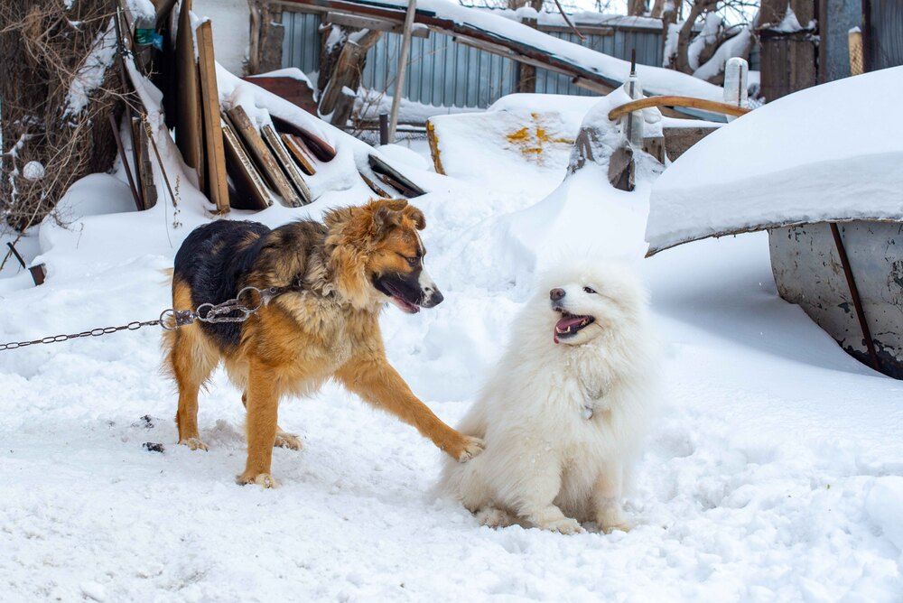 Photograph by Darina