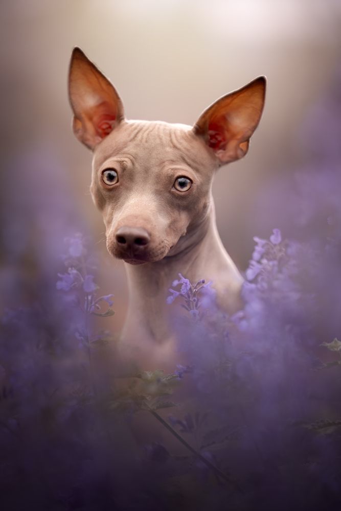 Photograph by Yong Lei van Barlingen