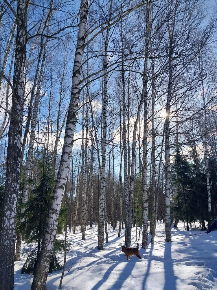 Photo #12784861