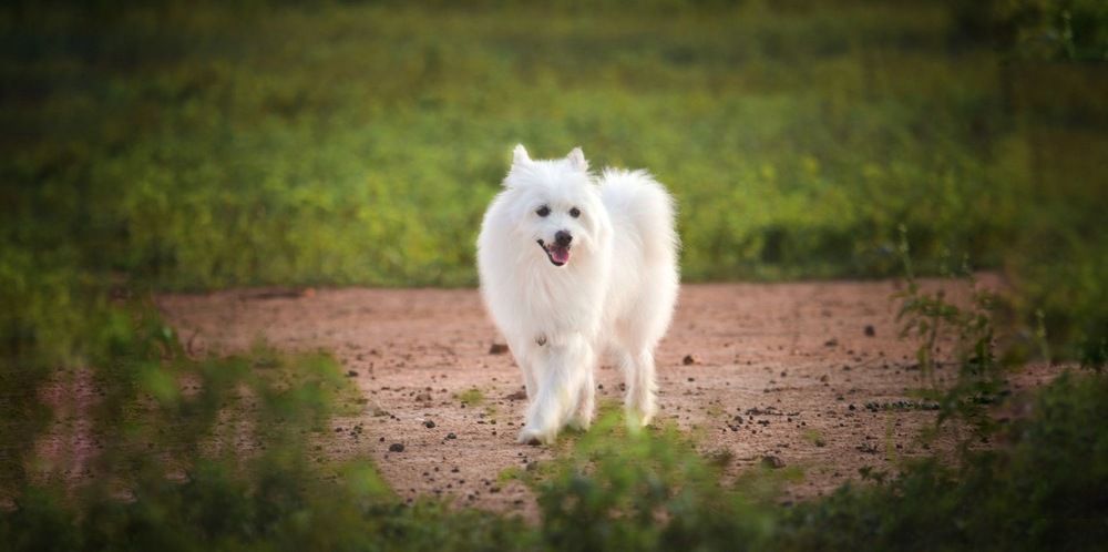 Photograph by Rakesh