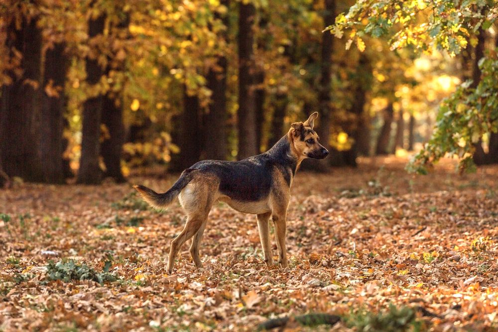 Фотография автора Галина Шепелева