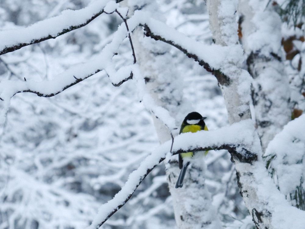 Photograph by Мария Мосина